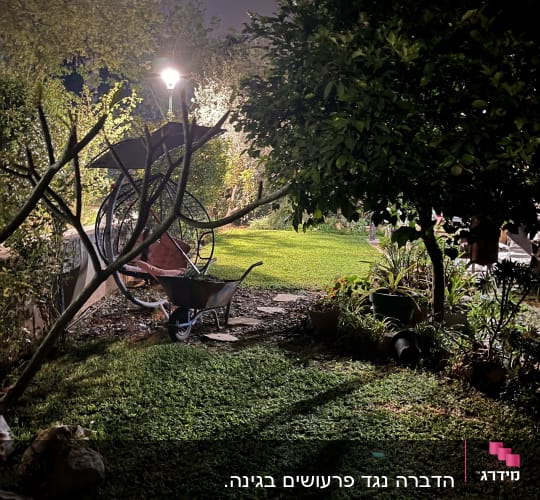 מריצה בגינה מוארת בלילה